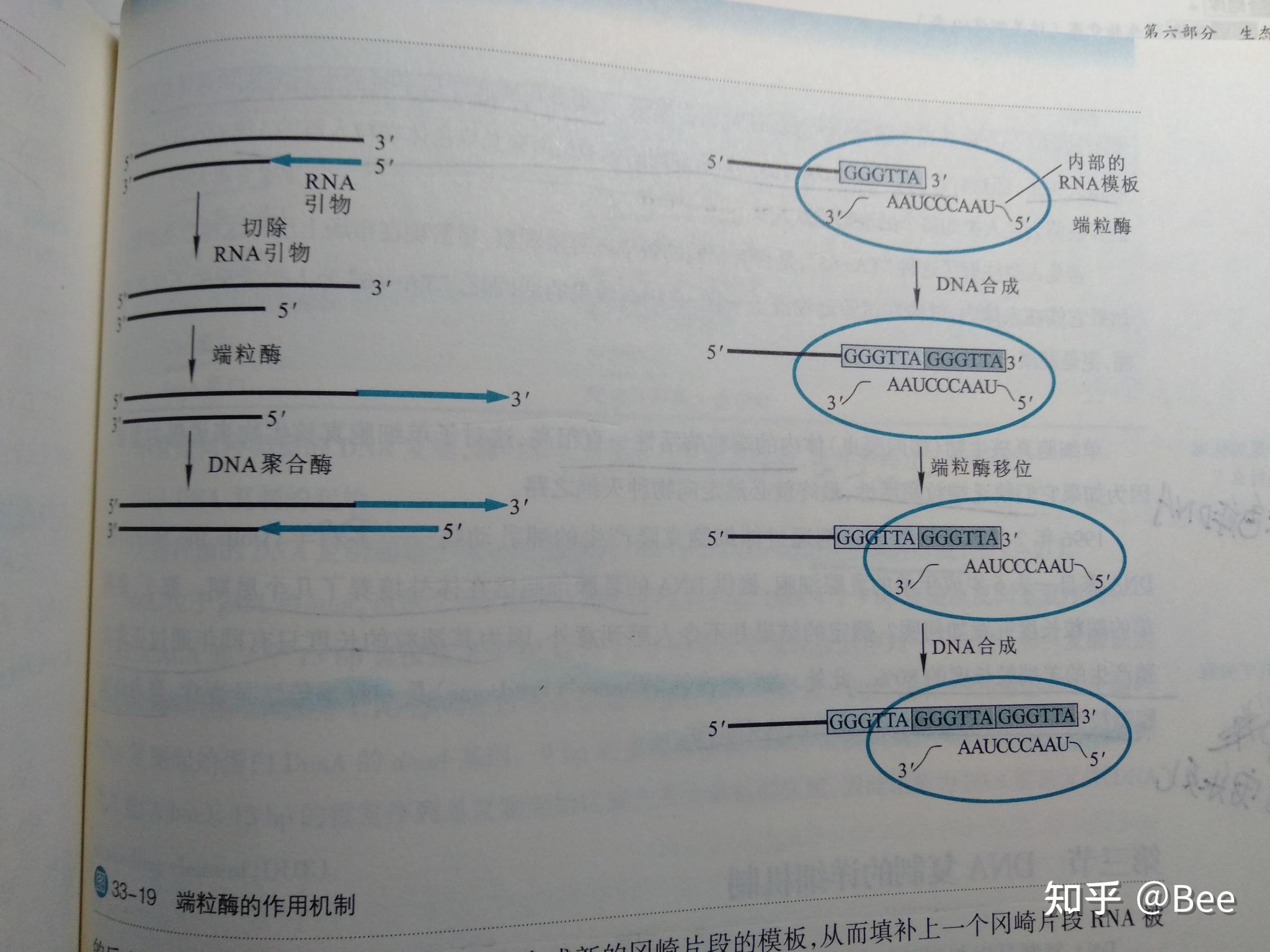 前导链的5端的rna引物在复制结束后为什么不能被dna补全导致端粒变短