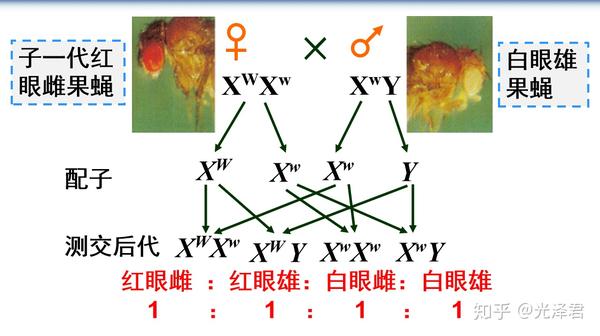 高中生物必修二,基因在染色体上摩尔根实验,一般上课ppt里的测交验证