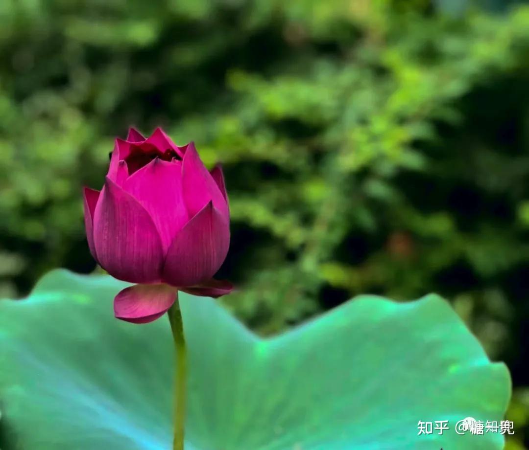 不能旅行不如赏花满池荷花迎风开偷得夏日好心情