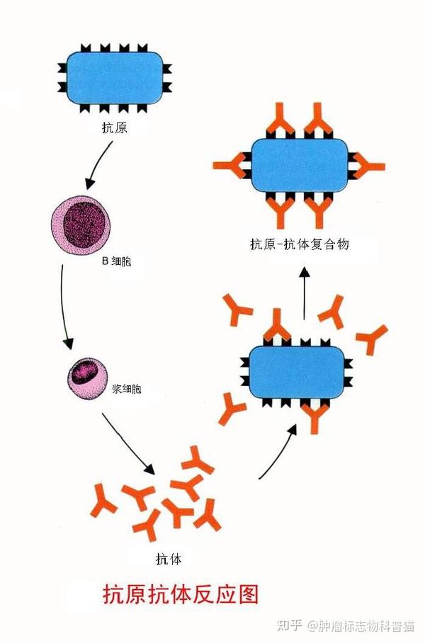 鳞状细胞癌抗原scc的临床意义