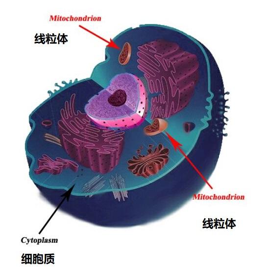 pqq线粒体优化剂