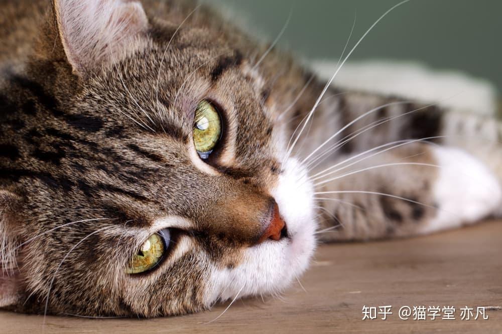 猫咪咳嗽常见的11个原因