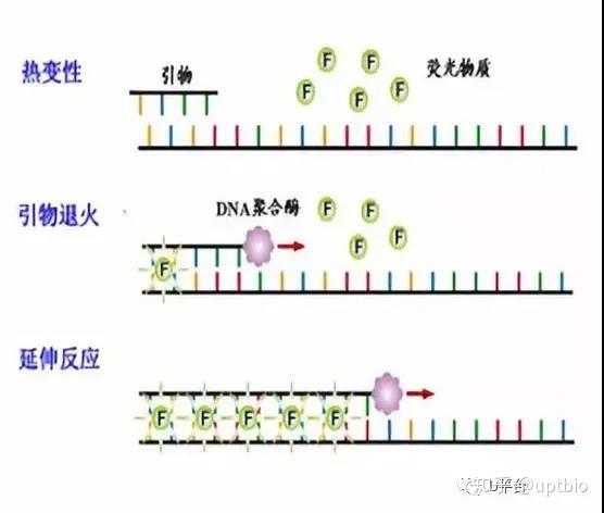 Qpcr