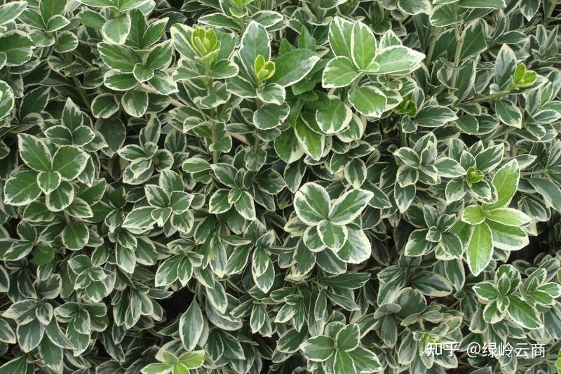 39种常绿园林绿化植物汇总