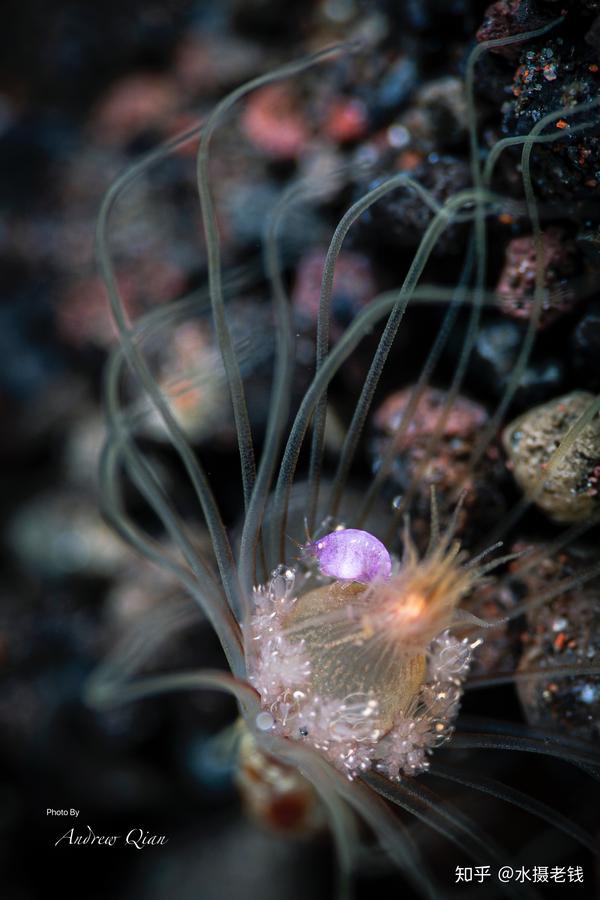 海里的花妞妞—海瓢虫2