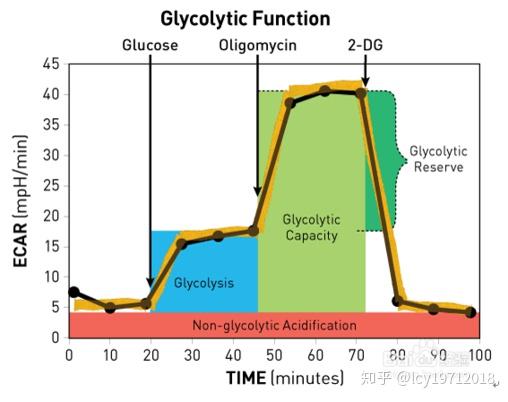 此时的值称为酵解容量(glycolytic capacity),与糖酵解之差称为酵解