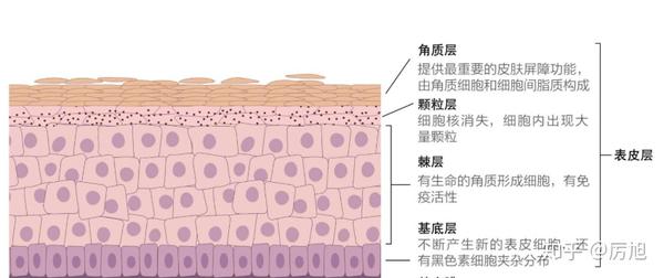 皮肤的基本结构