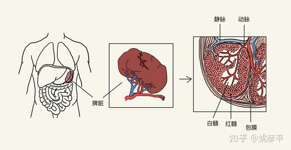西医上讲,脾脏的主要功能有:  脾脏是人体的"血库",当人体休息,安静