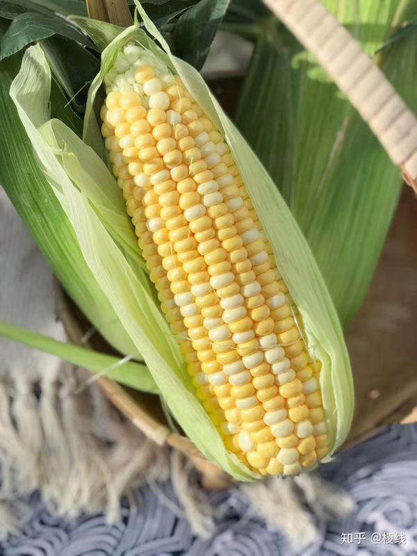 广西横县即食水果甜玉米