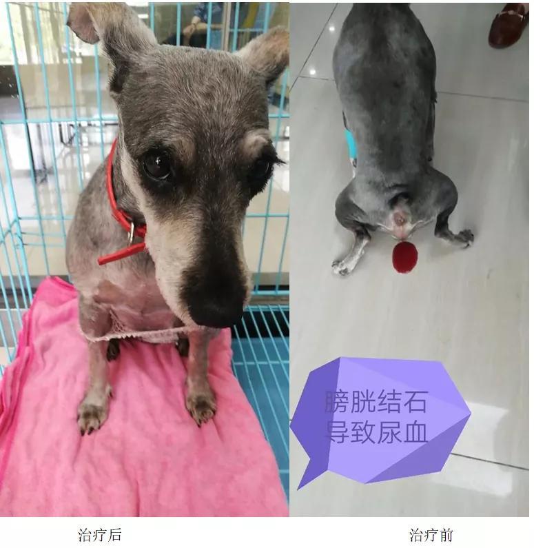 狗膀胱尿道结石是犬泌尿道结石中最常见的疾病之一,主要见于中老年犬.