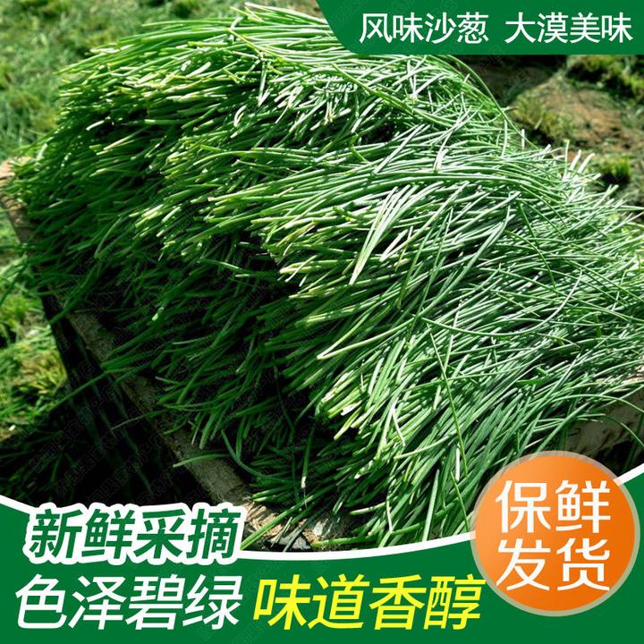 新鲜沙葱野葱蒙古韭火锅食材特色蔬菜饺子包子馅1/2/3