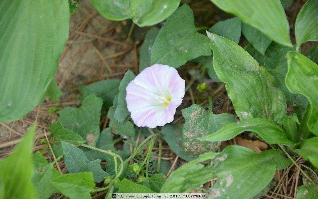 有经济实惠的野菜浦公英,田间地头上山坡草地上,有春秋季节采挖的茅