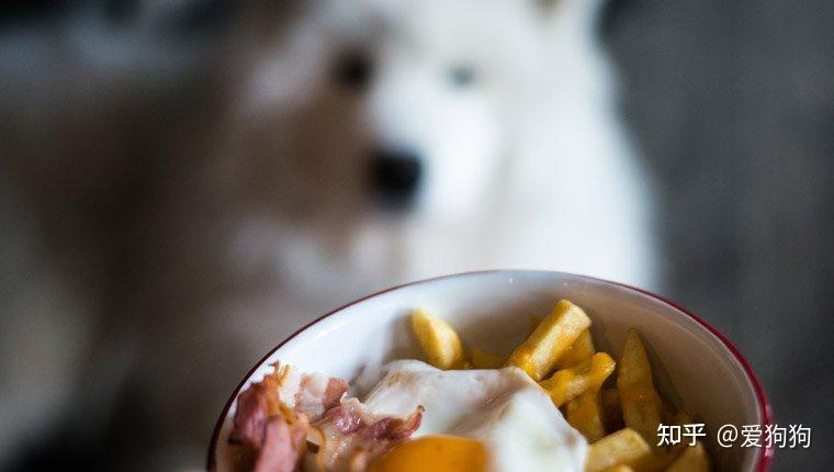 狗可以吃土豆吗土豆对狗安全吗