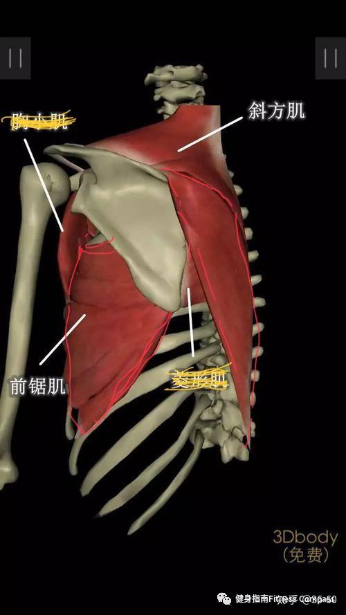 那就是 前锯肌,中下斜方肌,来直白的看它们的解剖位置