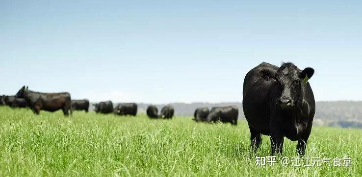 草饲牛排vs谷饲牛排到底哪种牛排更值得买
