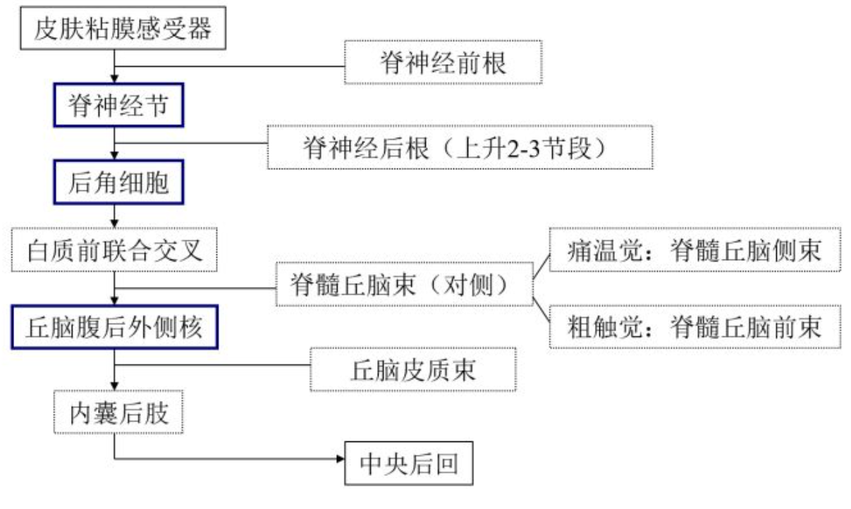 心理学-神经系统