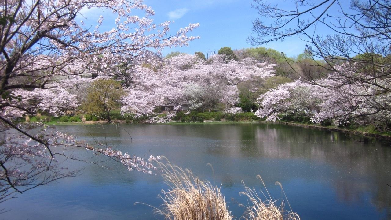 观赏樱花的季节要不去神奈川这些小众景点看看美丽的樱花吧