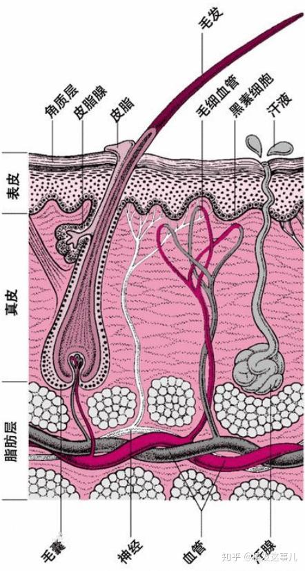 毛囊是深入到真皮组织内的结构,毛囊的上方连接着皮脂腺,具有分泌