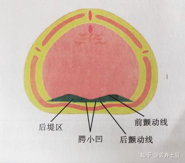 4.腭小凹