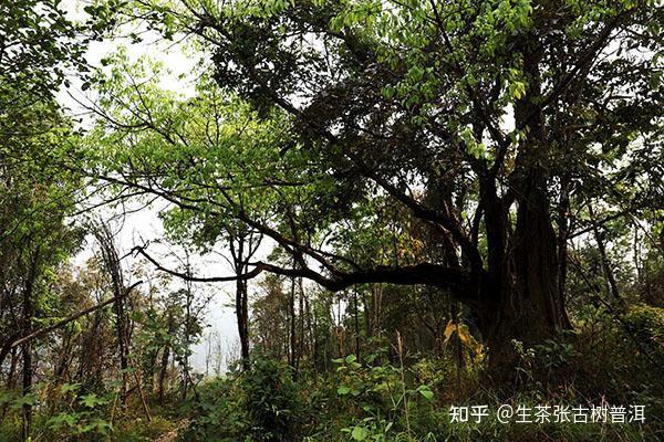 云南西双版纳古6大茶山普洱茶现状怎么样普洱茶有什么特点