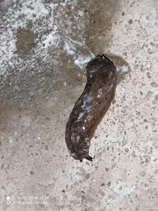 最近很多这种虫跑出来,家里晚上几米就能看到一条,谁知道这是怎么虫啊