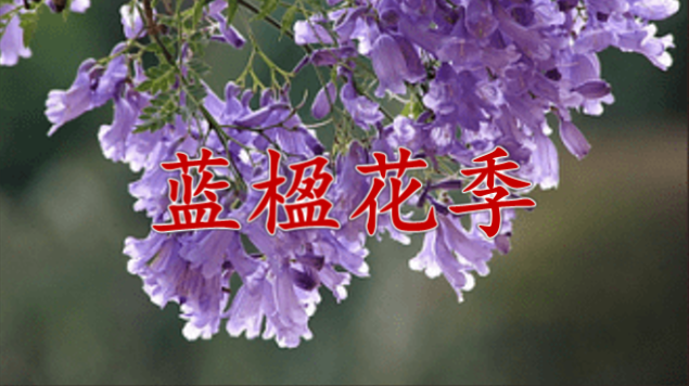 2021蓝楹花季