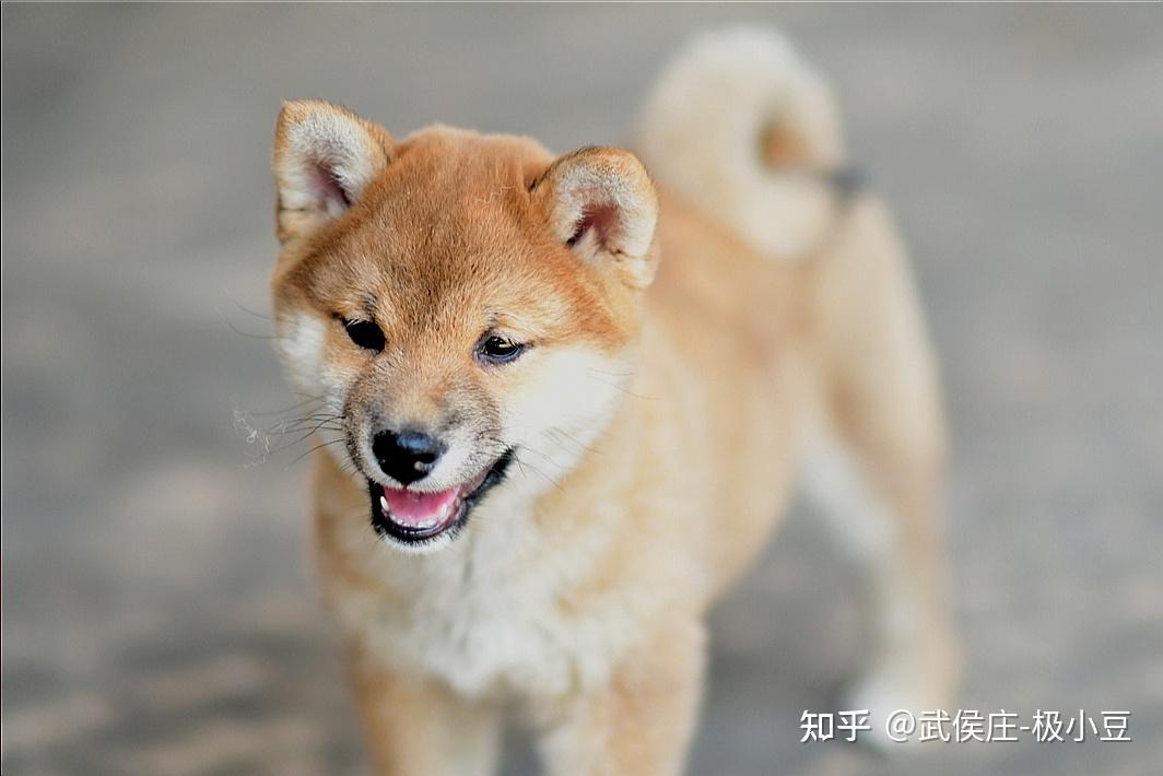 麻烦懂得人看看这是柴犬串串吗