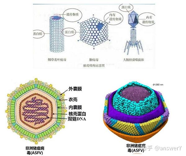 生物病毒的结构特征与物理学性质