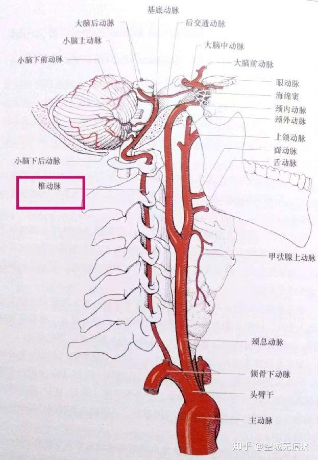 下动脉40,压力感受器是 e)a,窦房结 b,房室结c,颈动脉小球d,主