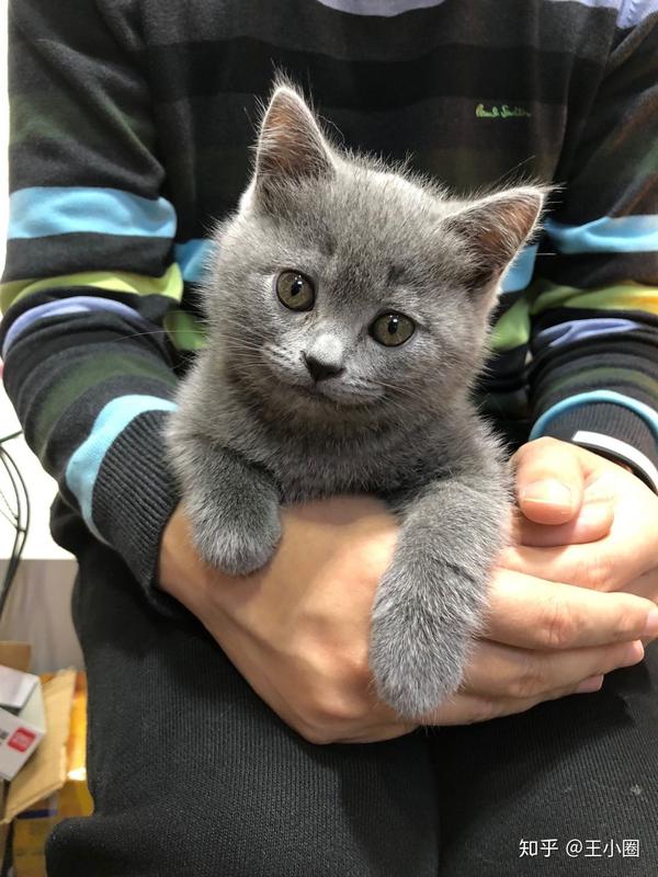 求各位鉴别我家这只蓝猫是英短还是俄蓝?