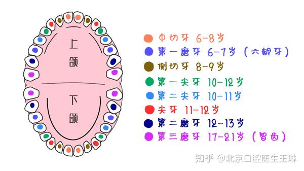 牙齿名称及萌出时间介绍