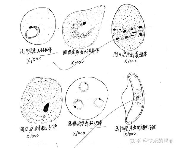 人体寄生虫绘图