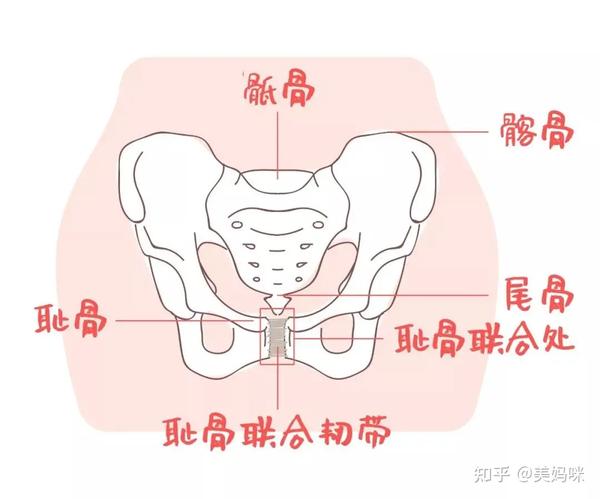 (孕前女性骨盆) 到孕后期,耻骨联合平均增宽0.3-0.