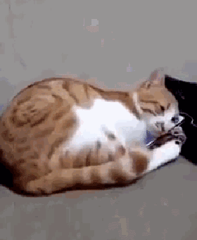 猫养不熟我觉得这是对猫最大的误解