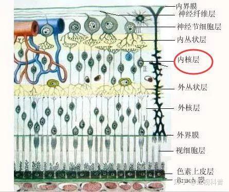 视网膜及视路解剖示意图