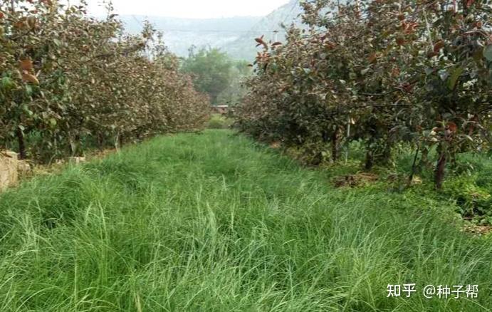 北方多年生放牧草种鸭茅既是饲草又是绿肥被称果园草