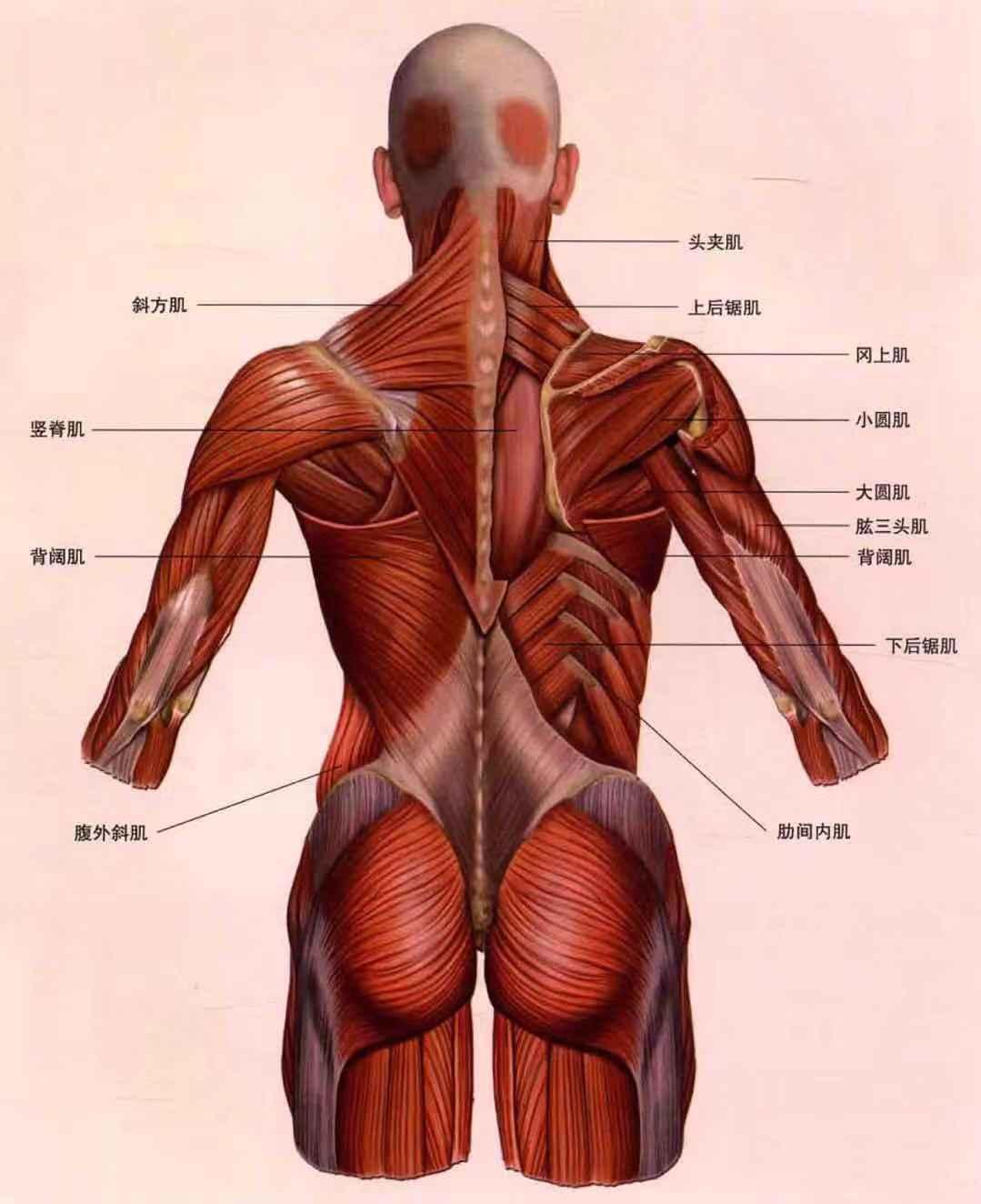健身小白器械入门二:背部训练