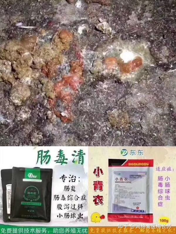 家禽肠毒综合症的危害以及治疗药物