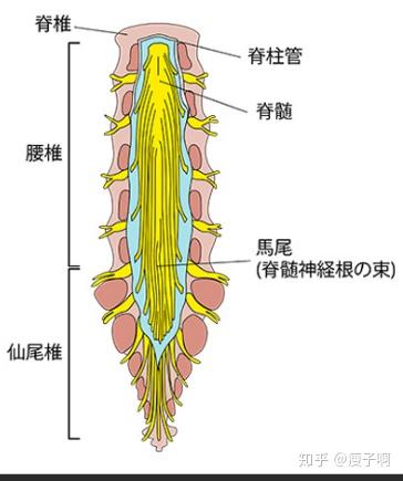 腰突也会压迫到马尾神经,这些情况你知道吗