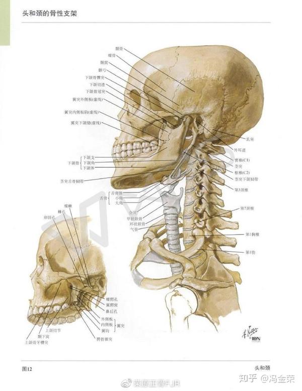 颈椎椎间孔