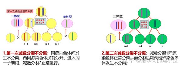 胚胎常被淘汰,常见47/46核型嵌合体;性染色体:可见 45,x/47xxx/46,xx