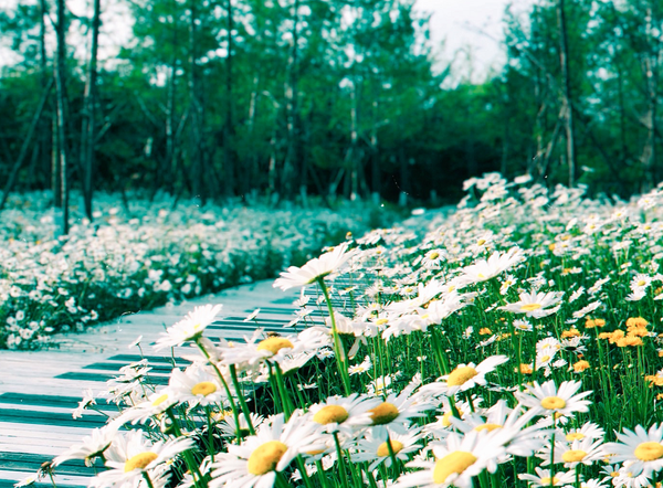 雏菊安徒生童话 zhuanlan.zhihu.com