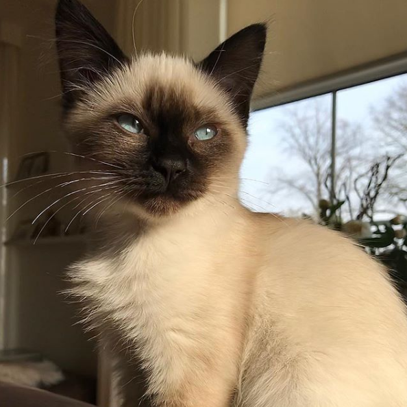 吸猫大会:暹罗混血猫gigi