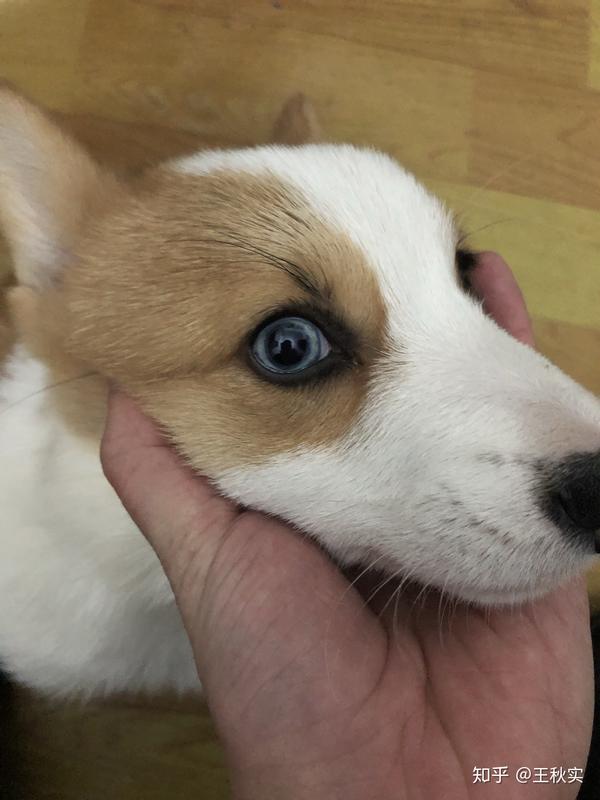 狗狗眼睛这样子属于正常的吗