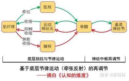 跳动是自发的节律运动,但同时也受交感神经和副交感神经系统的调控