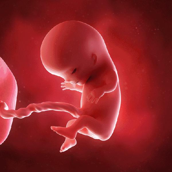 动图讲解怀孕第二个月胎儿模样外形发育到什么程度孕妈多注意