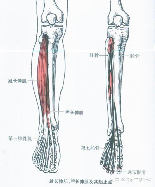 连接第2~5趾中节,远节背面 功能:足背屈,足外翻,2~5趾伸 踇长伸肌