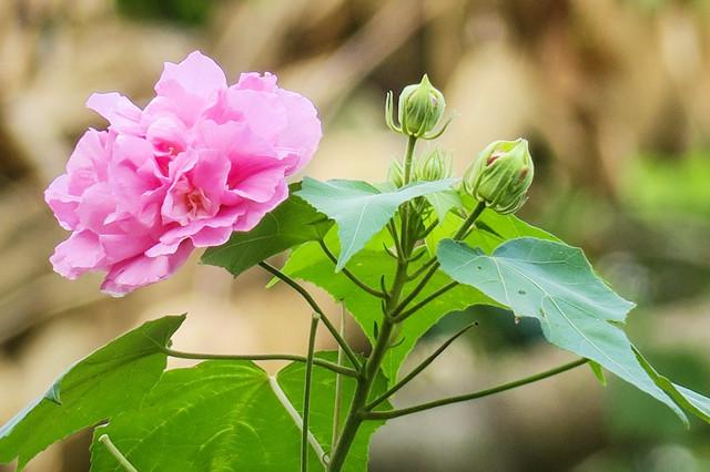 金秋十月芙蓉正上妆赛牡丹