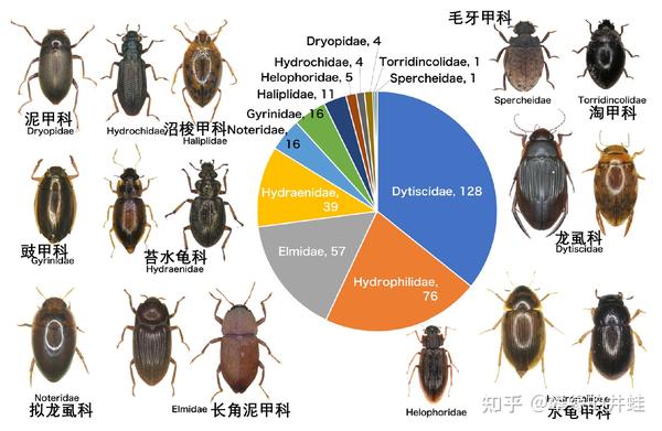 日本水生鞘翅目昆虫种类统计.