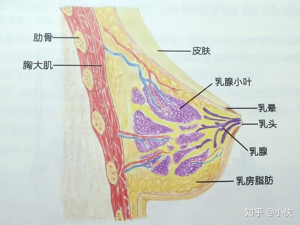 乳腺疾病医生说没事买保险有影响吗